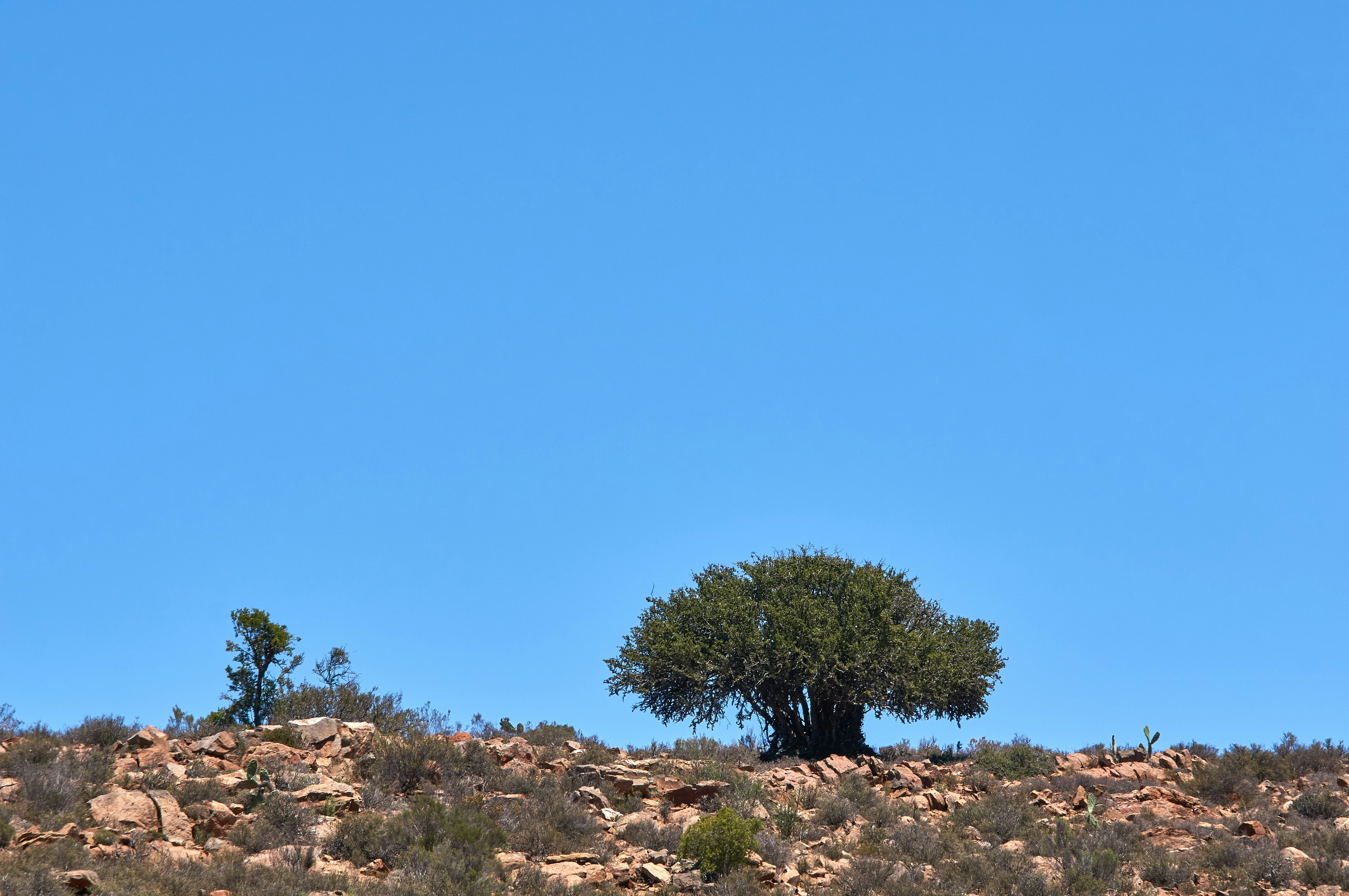 Photo by wolfgang_hasselmann