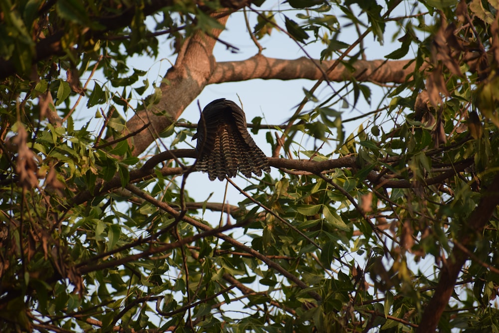 brown and white bird on brown tree branch during daytime