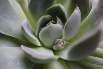 mom and baby flower