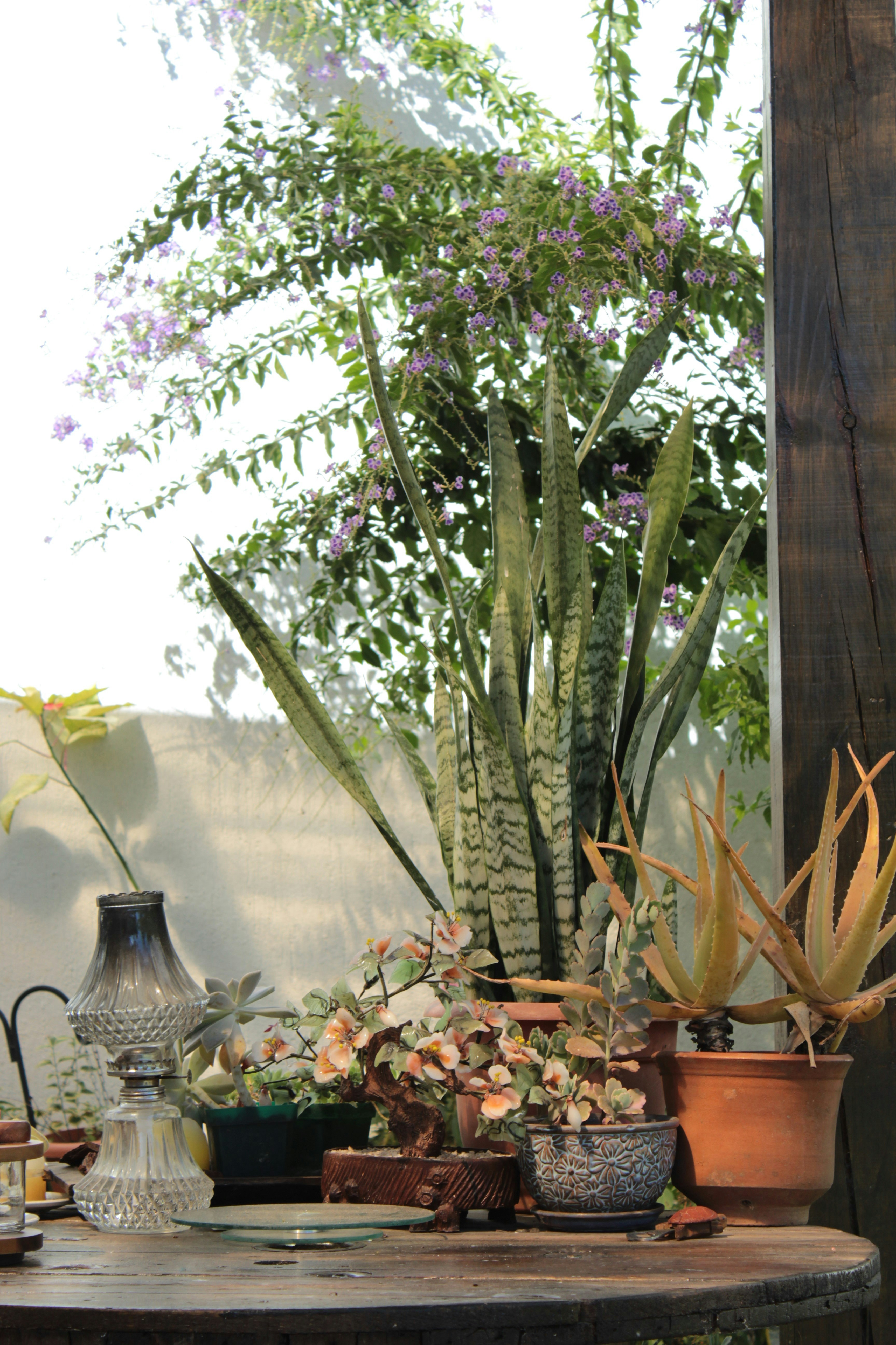 Caring for Indoor and Outdoor Plants: Key Differences and Benefits