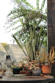 A rustic outdoor setting featuring a variety of plants in pots arranged on a wooden table. Taller snake plants and aloe vera provide a prominent vertical element, while smaller flowering plants add color with their blossoms. The background shows a white wall partly covered with green vines and purple flowers, and light creates a warm atmosphere.