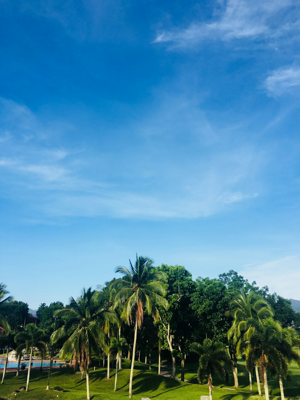 green trees under blue sky during daytime