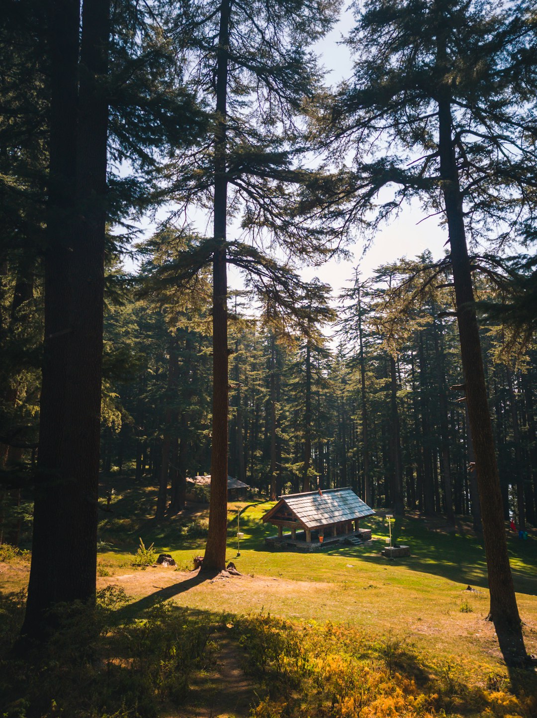 green grass field surrounded by trees during daytime