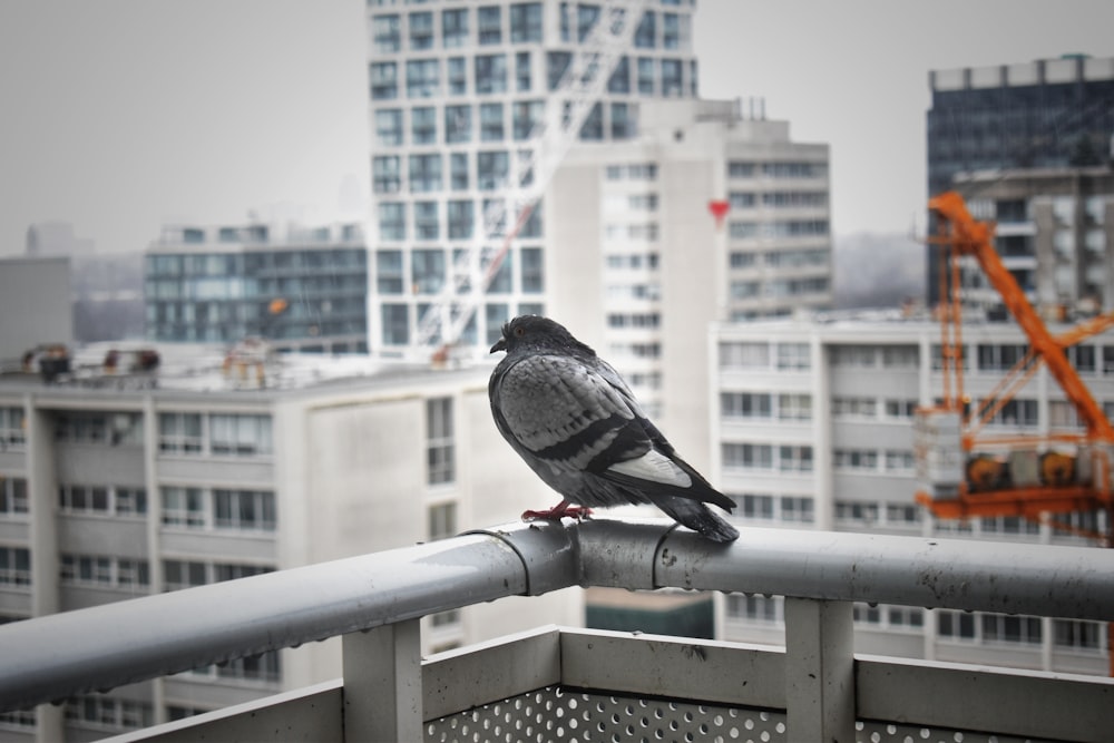 black bird on white metal fence during daytime