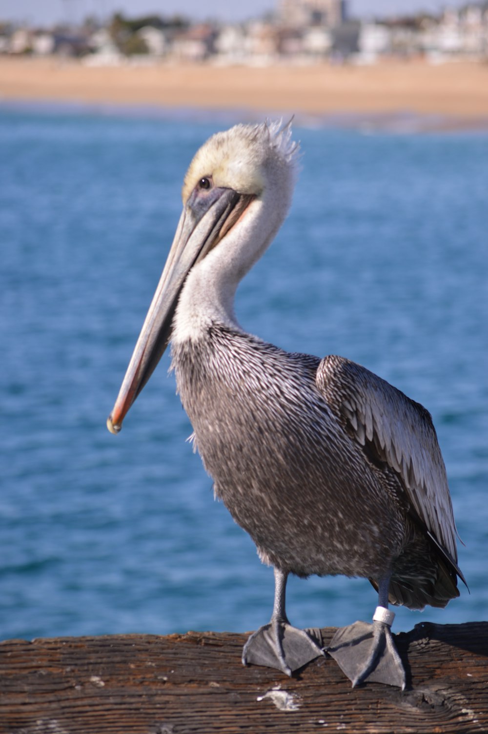 Pellicano marrone sul mare blu durante il giorno