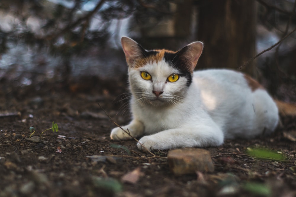 white and brown cat on brown soil