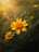 yellow flower in tilt shift lens