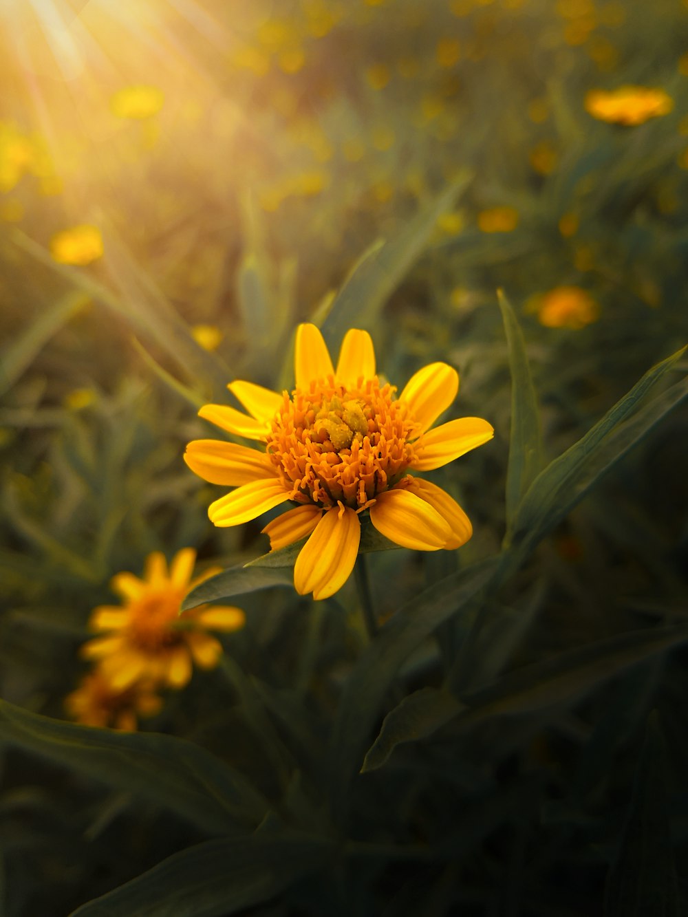 fiore giallo nell'obiettivo tilt shift