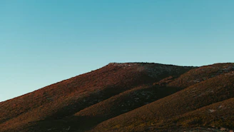 A serene photo of a sunlit barrens landscape with wild grasses and distant trees under a clear blue sky.