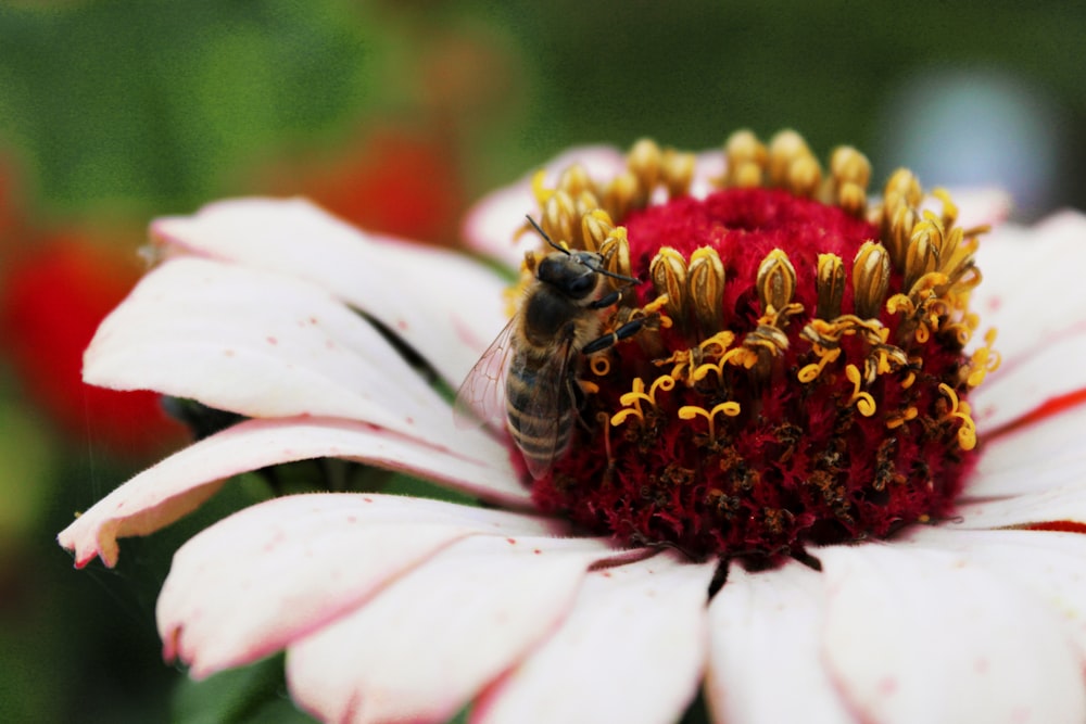 honeybee perched on white and red flower in close up photography during daytime