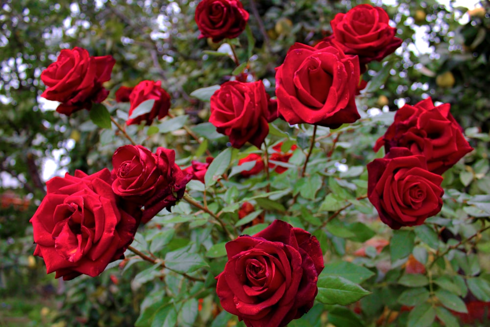 red roses in bloom during daytime