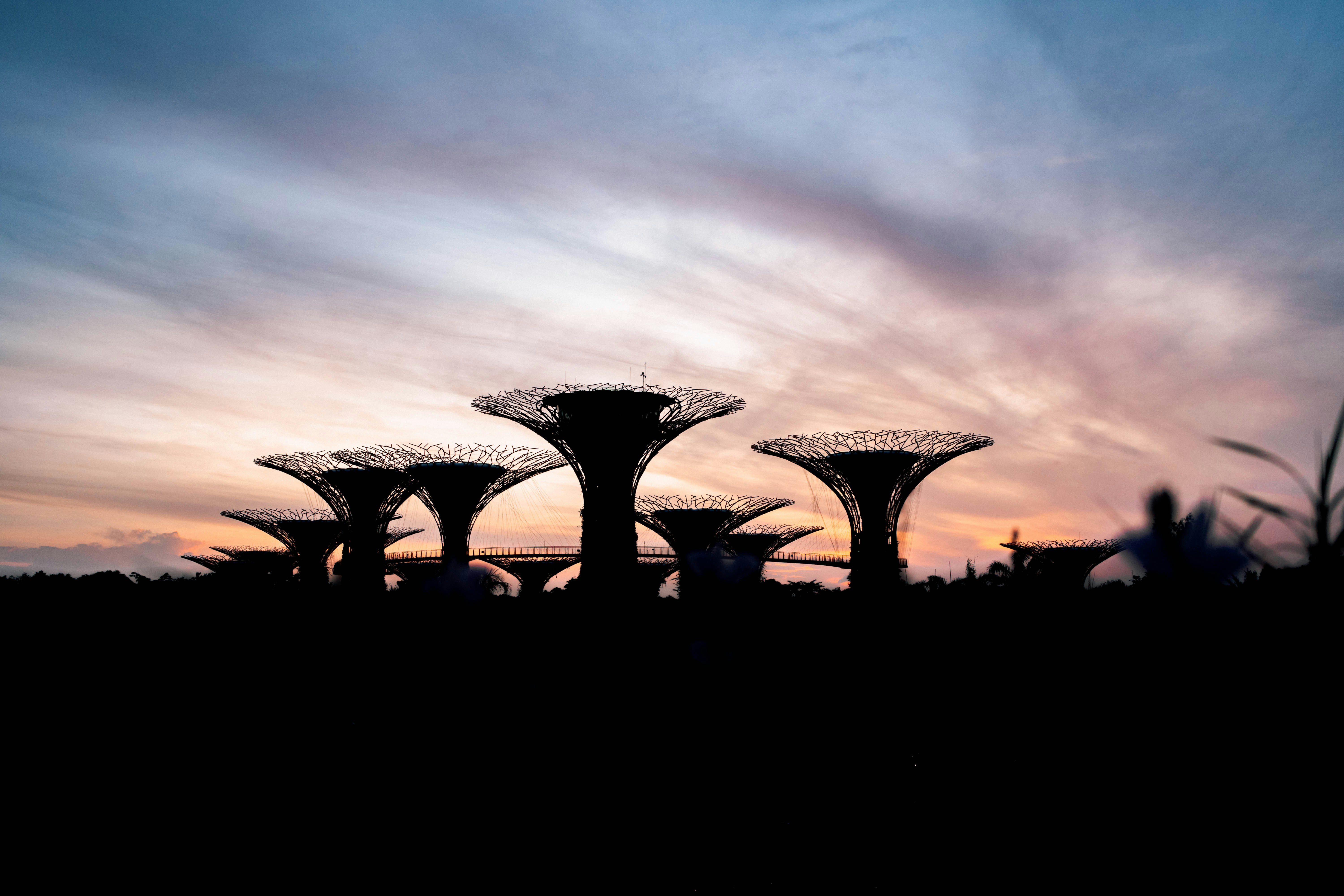 夕暮れ時の曇り空の下の木のシルエット