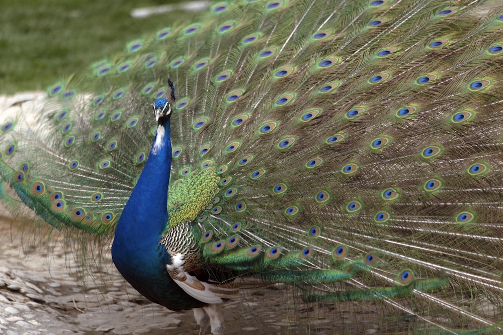 blue peacock on green grass during daytime
