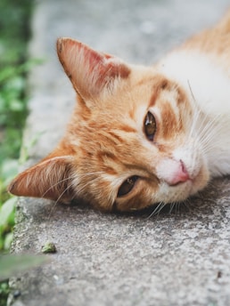 A community cat peacefully resting on a sunny street corner in Spain.