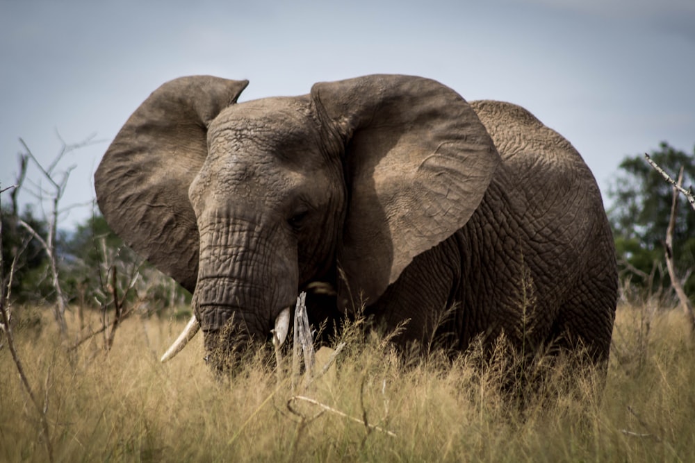 brown elephant on green grass field during daytime