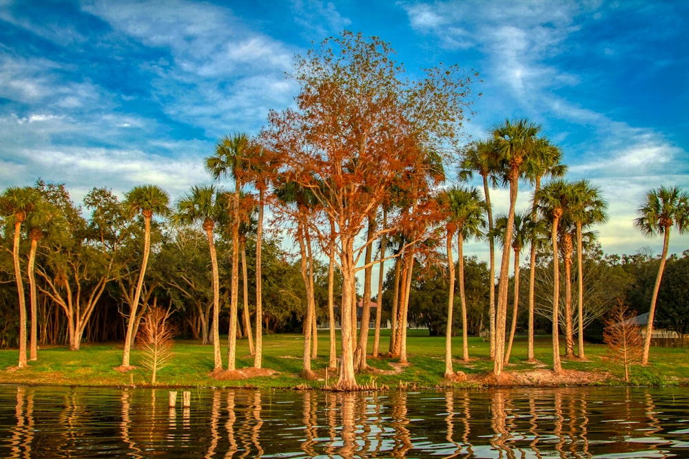 green trees on body of water during daytime