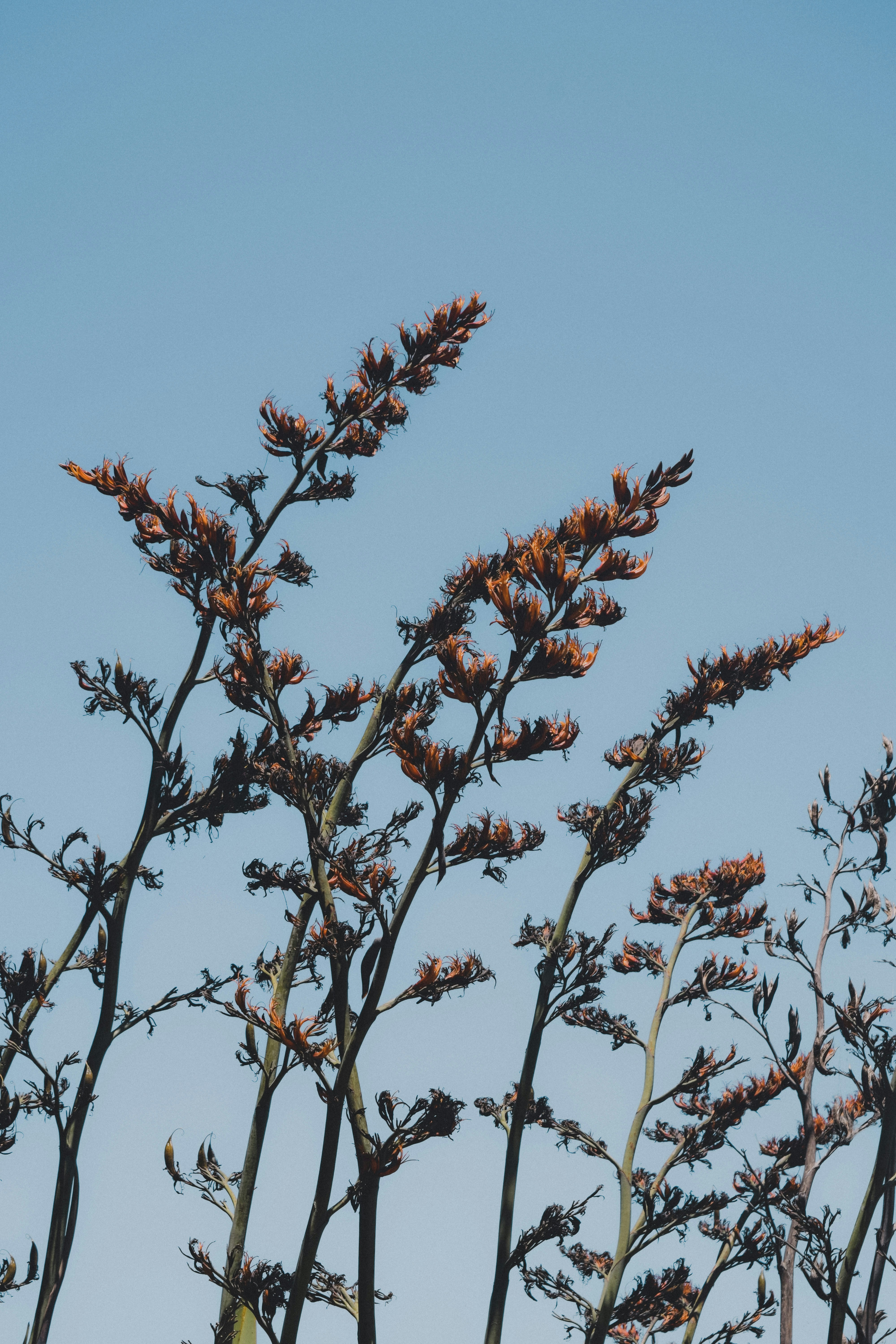 brown and green plant under blue sky during daytime