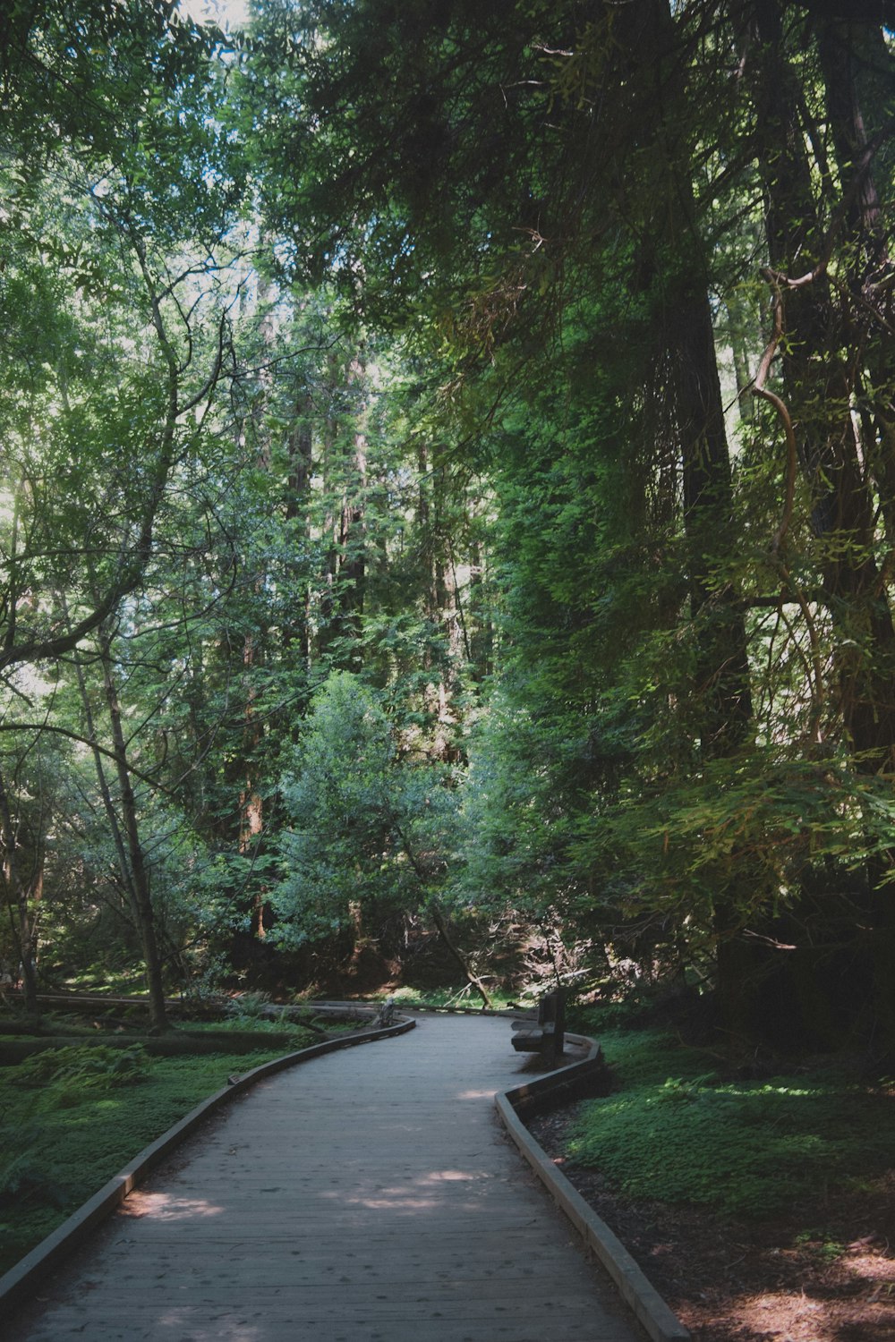 black car on road between green trees during daytime