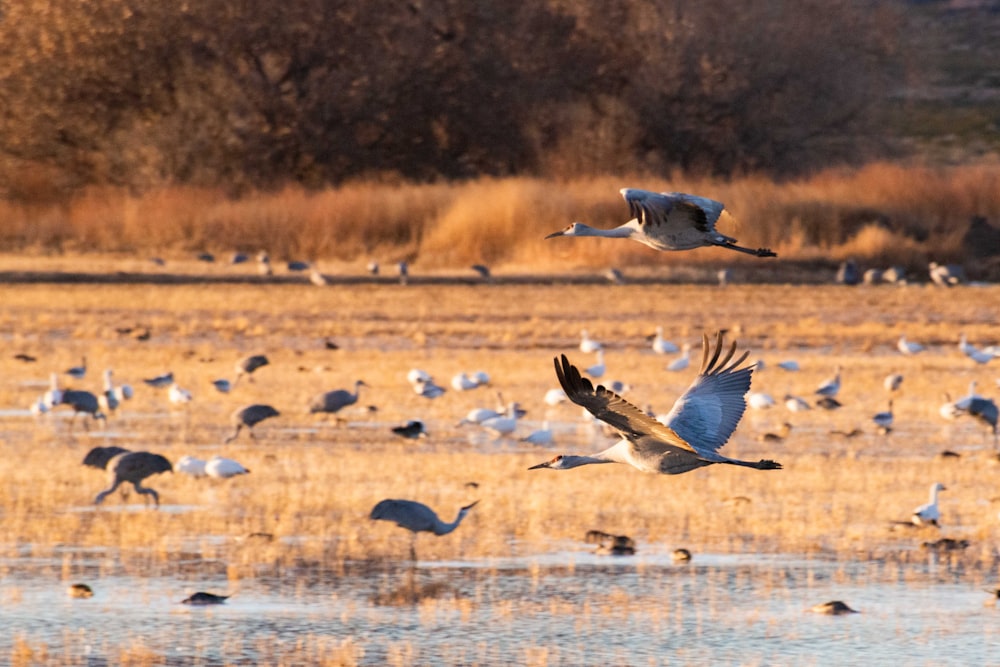 white and black bird flying over the lake during daytime