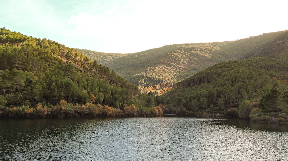 green trees near river during daytime