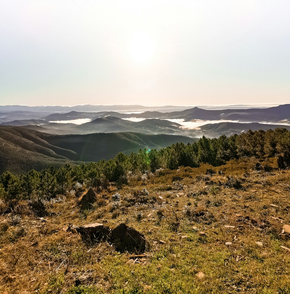 arbres verts sur un champ d’herbe verte près de la montagne pendant la journée