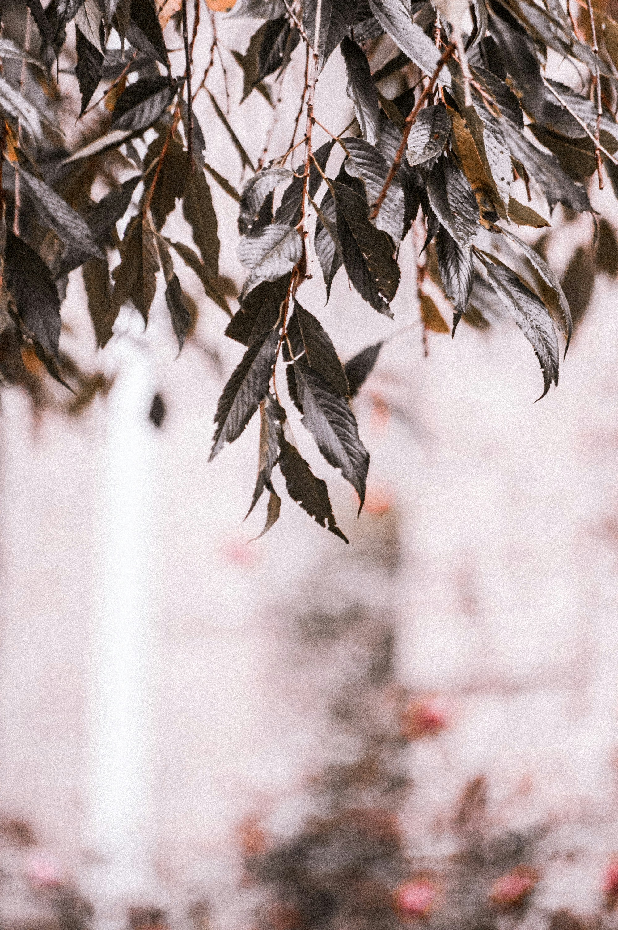 水の上の緑と白の葉