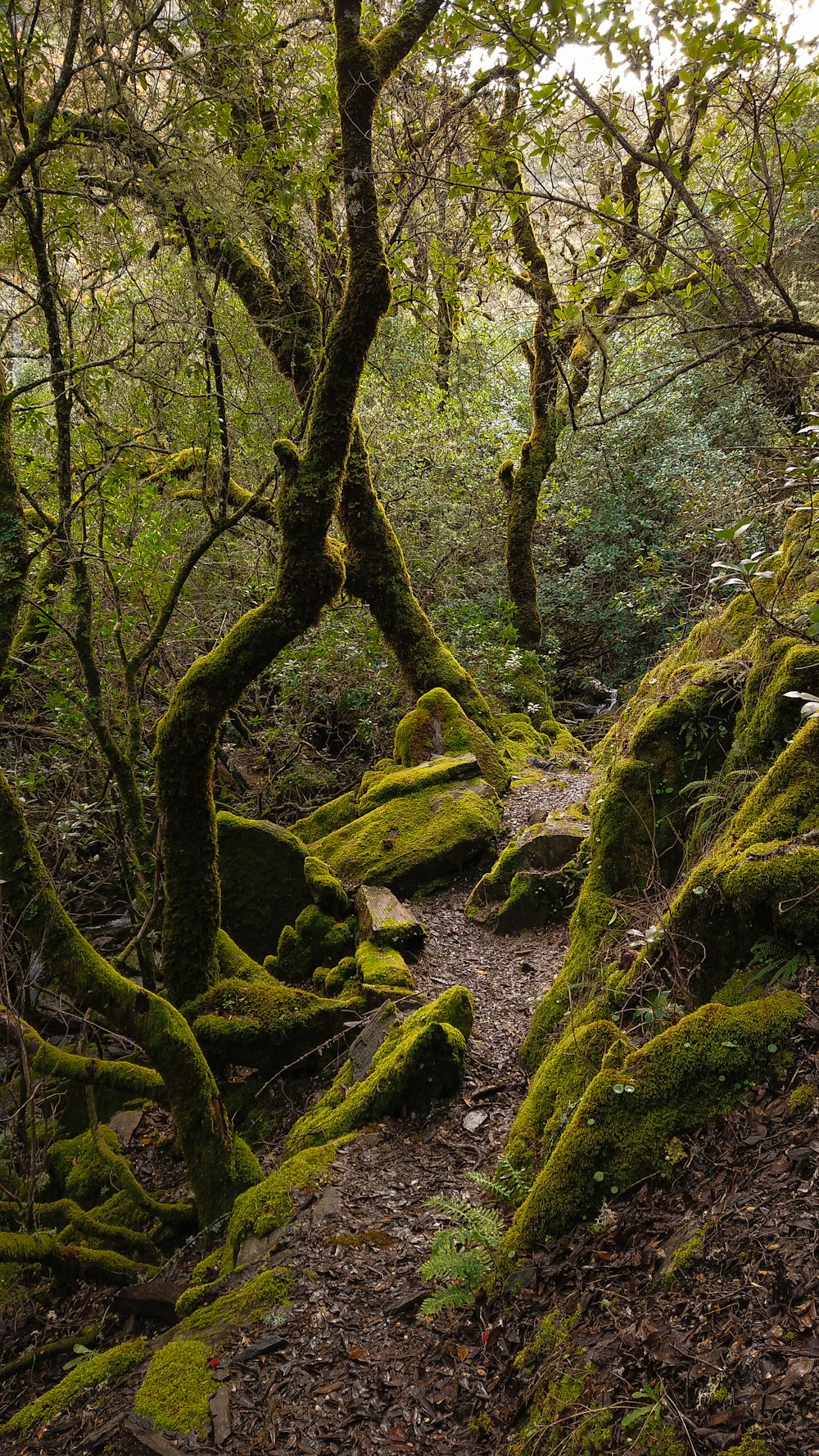 green moss on tree trunk