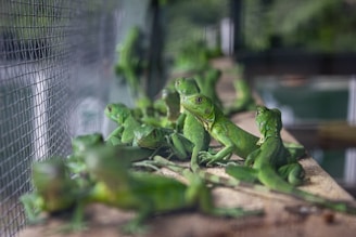 A group of vibrant green iguanas are gathered on a wooden surface, within an enclosure. The enclosure wall on the left side is made of wire mesh, and the background appears slightly blurred, suggesting a controlled habitat or nursery environment.