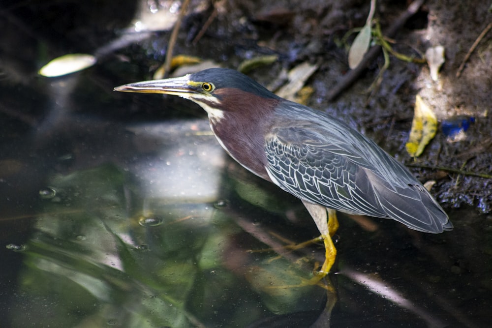 oiseau bleu et blanc sur l’eau