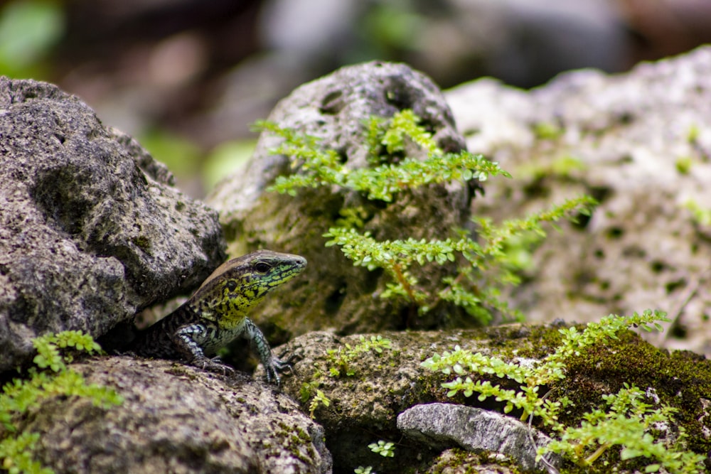 green and black lizard on gray rock