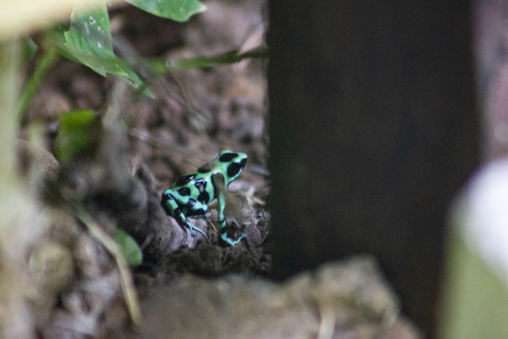 green frog on brown soil