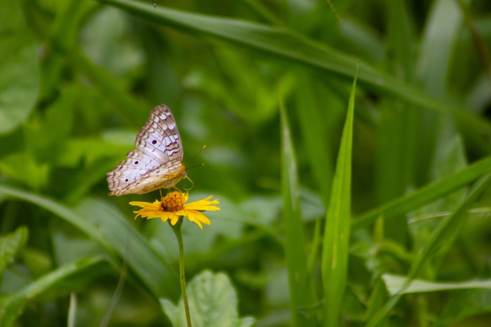 Brauner Schmetterling sitzt tagsüber auf grüner Pflanze