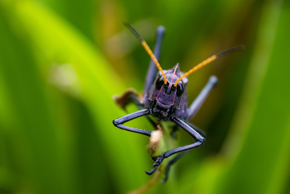 black and brown insect on green leaf