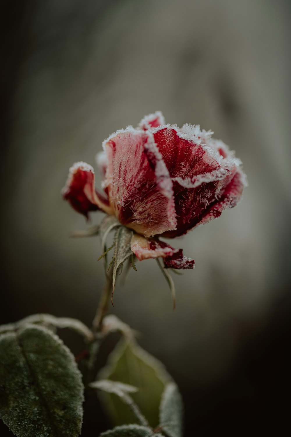 pink rose in bloom during daytime