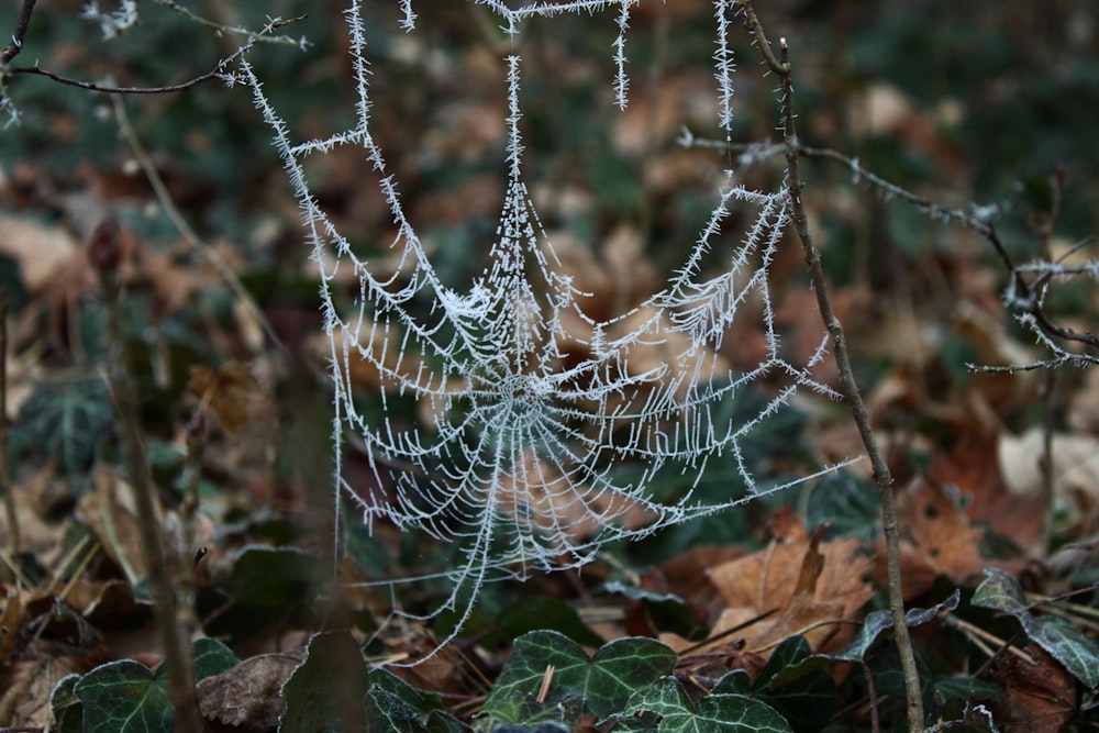 spider web on dried leaves