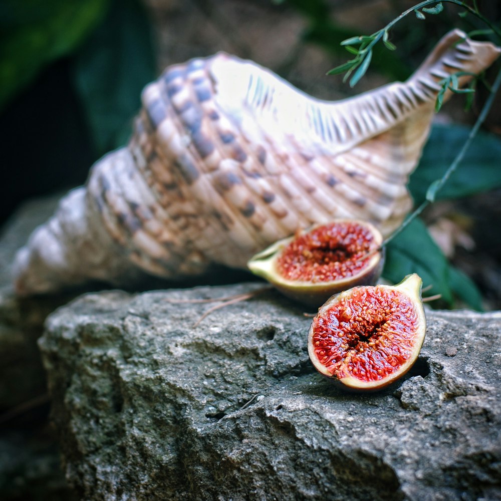 brown and white seashell on brown tree branch