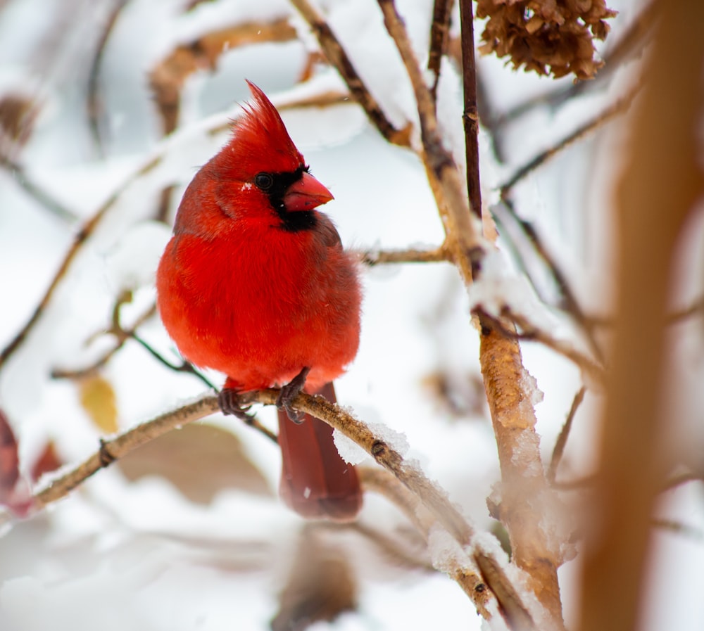 red cardinal bird on brown tree branch during daytime