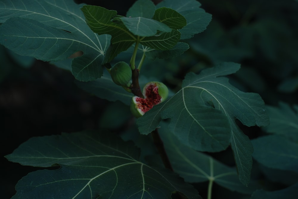green plant with red round fruits