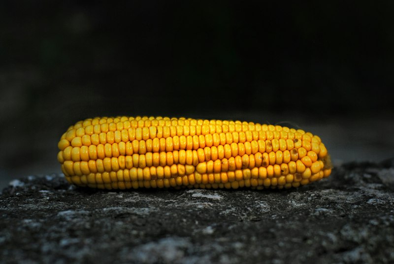 Espigas de milho; fotografia ilustrativa da produção de grãos.