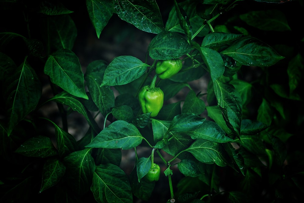 Planta de hoja verde durante el día