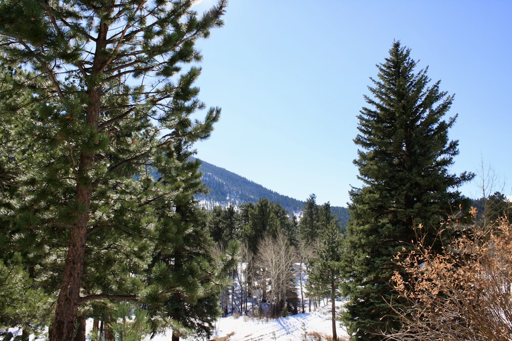 green pine trees on snow covered ground under blue sky during daytime