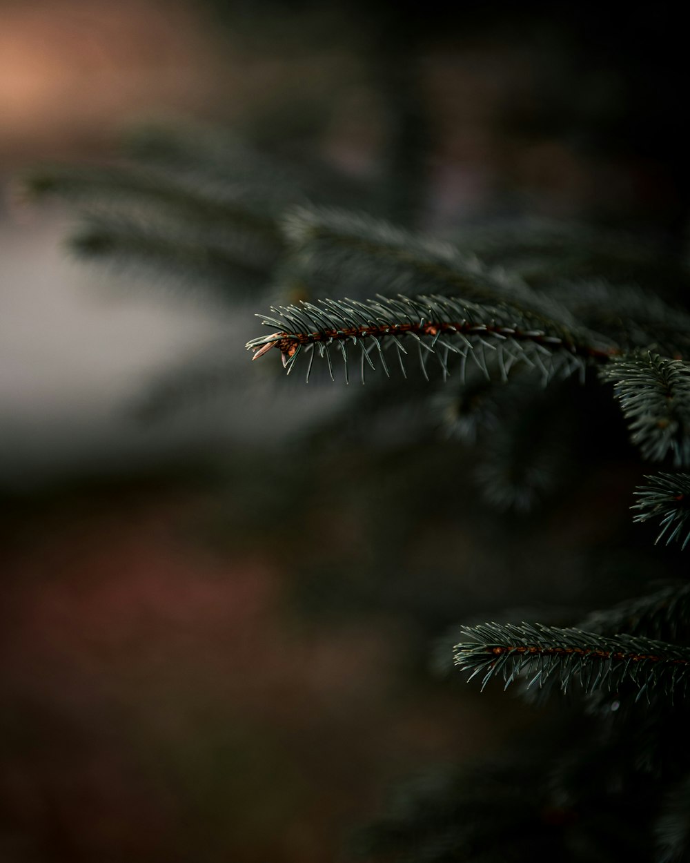 green pine tree leaves in close up photography