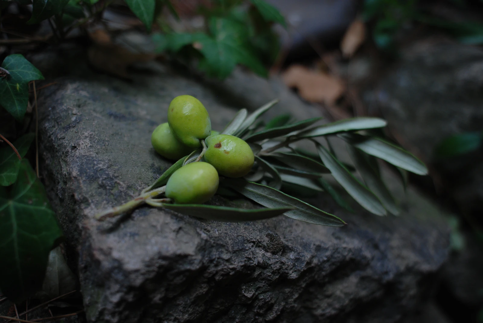 Olives sur la pierre, prêtes pour le broyage
