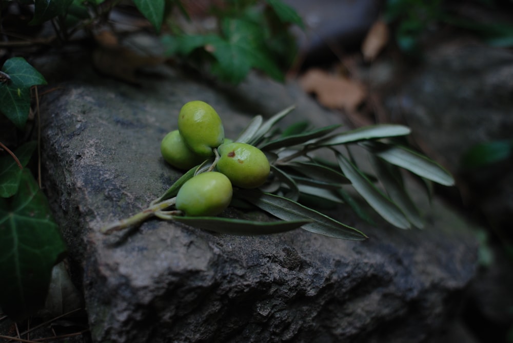 frutta rotonda verde su superficie nera