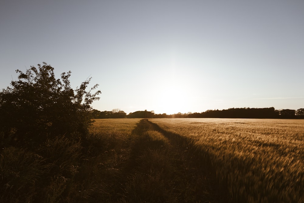 brown grass field during daytime