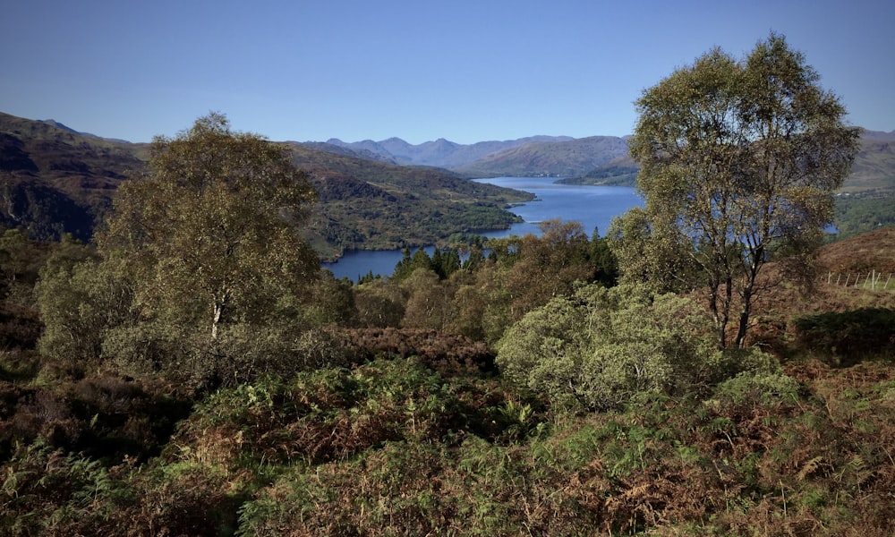 green trees near lake under blue sky during daytime