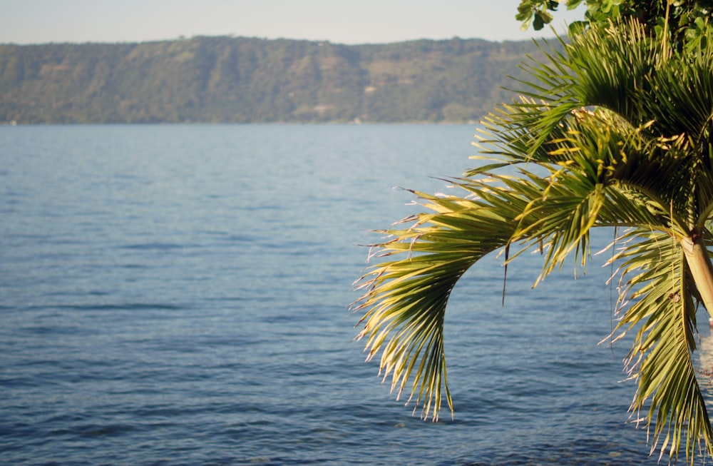 green palm tree near body of water during daytime