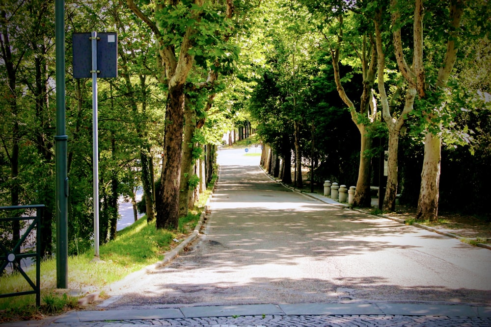 green trees beside gray concrete road during daytime