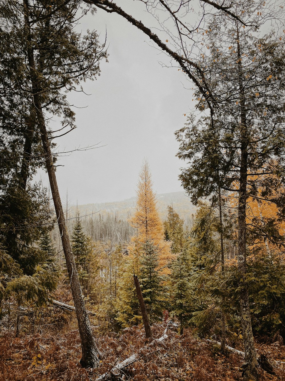 brown trees under white sky during daytime