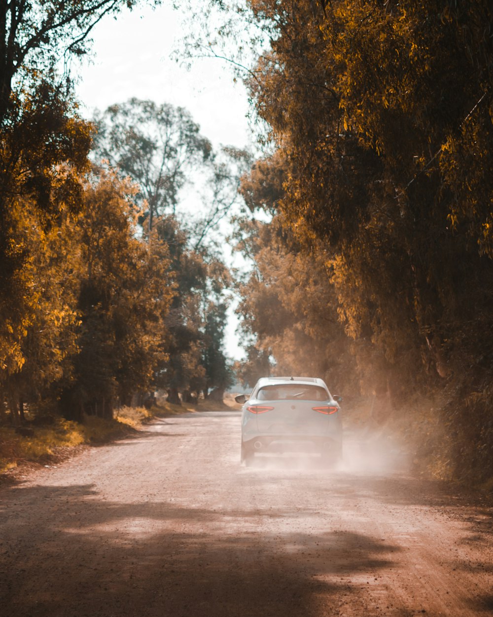 white car on road between trees during daytime